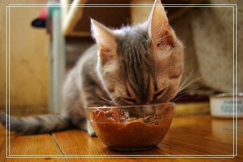 貓食