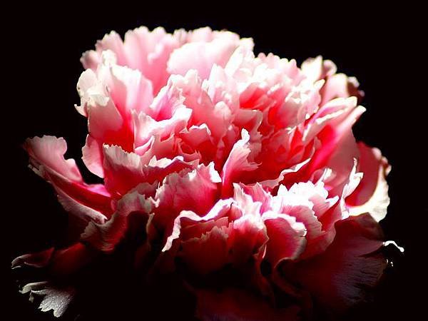 Carnation_flower_photo_dada.jpg