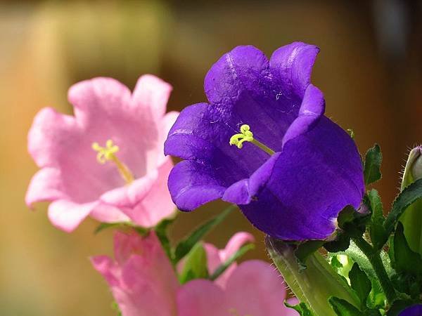 IMG_4356.jpg