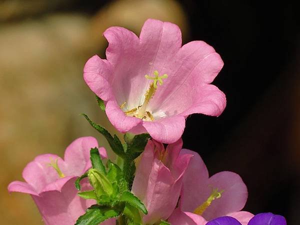 IMG_4380.jpg