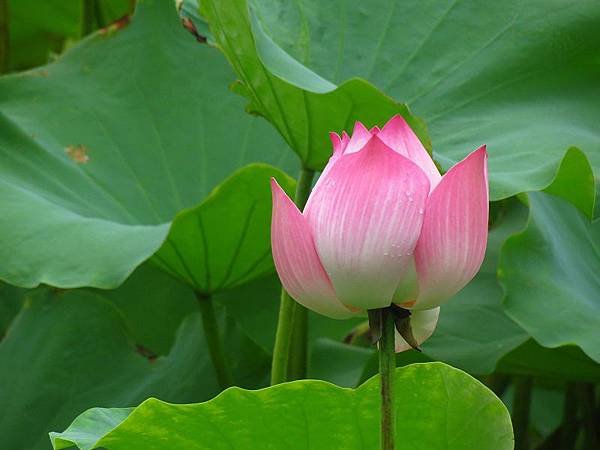 IMG_3955.jpg