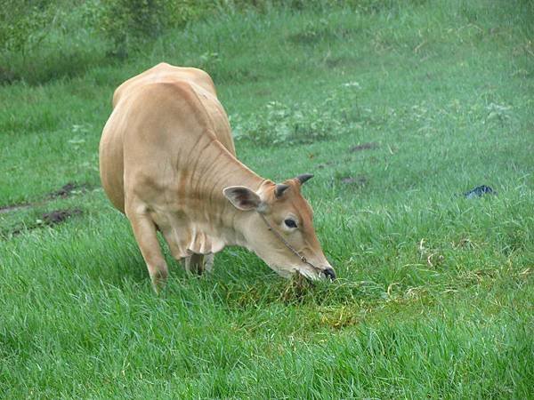 IMG_4101.jpg