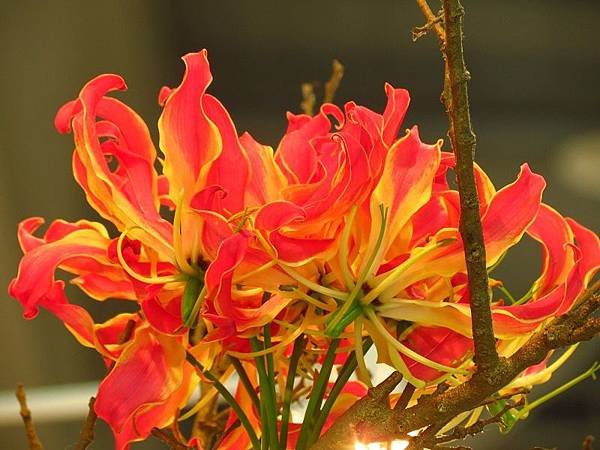 IMG_8070.jpg