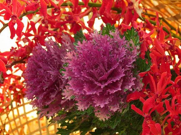 IMG_8111.jpg