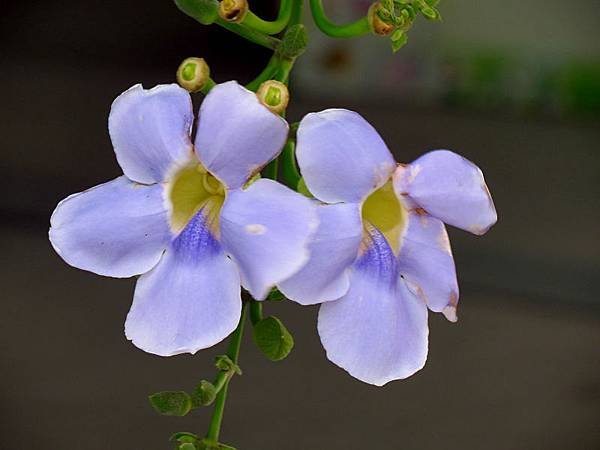 IMG_8954.jpg