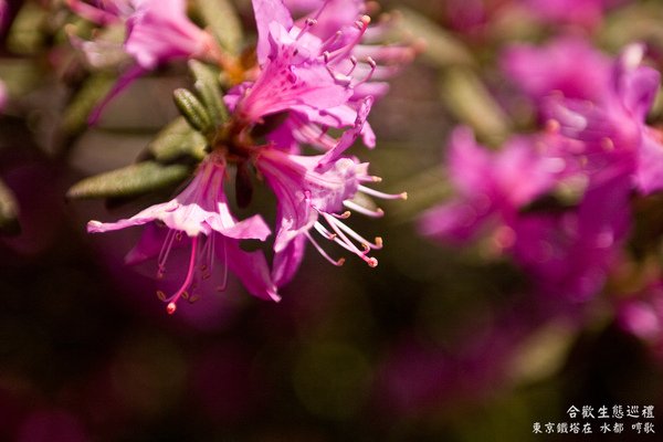 IMG_8852.jpg