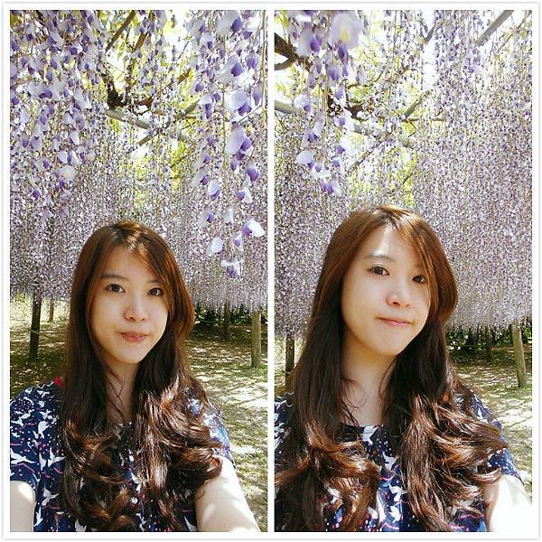 紫藤花