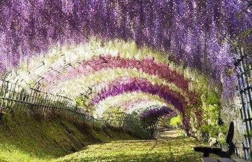 紫藤花盛開