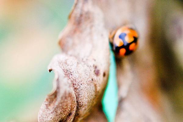 ladybug