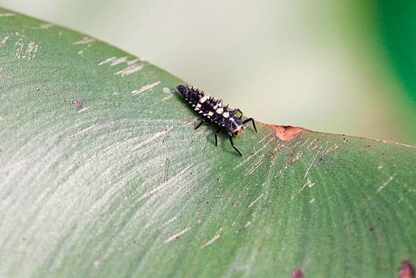 larva of ladybug