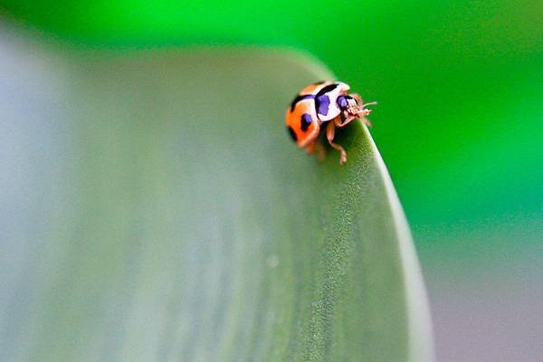 ladybug