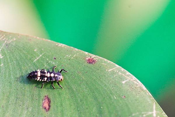 larva of ladybug