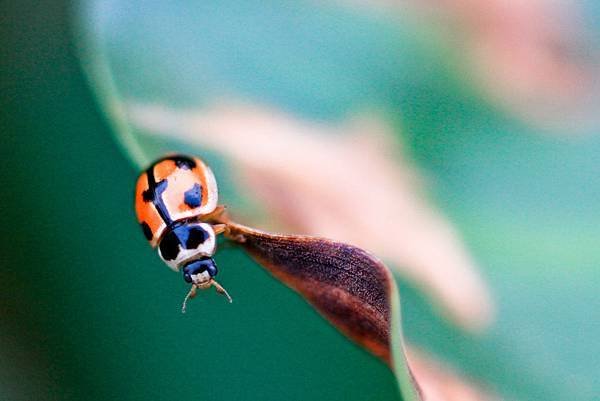 ladybug