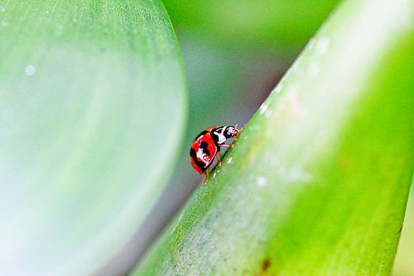 ladybug