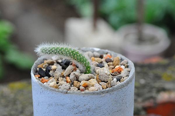 DSC_2322.jpg
