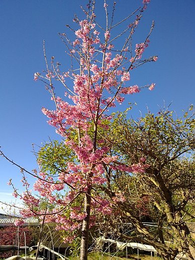 清靜淳境景觀山莊漂亮的櫻花01.jpg