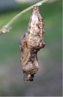 130px-Chrysalis5504.jpg