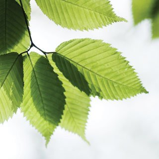 go_green_leaves_320