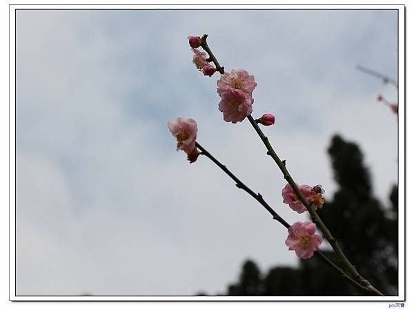 IMG_2639.jpg