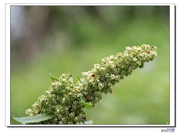 IMG_9295.jpg