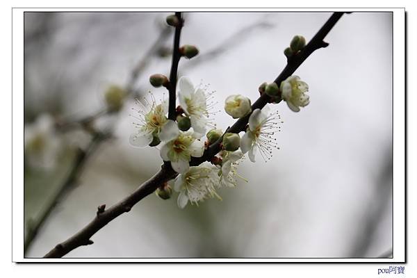 IMG_2915.jpg