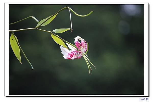 IMG_4849.jpg