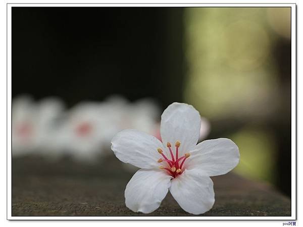 IMG_1033.jpg