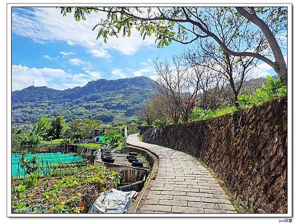 貓空 樟樹步道 待老坑山
