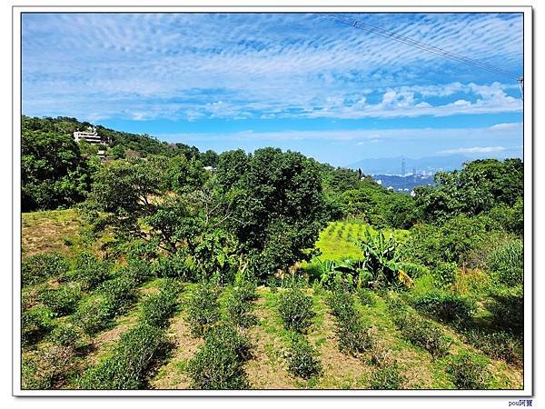 貓空 樟樹步道 待老坑山