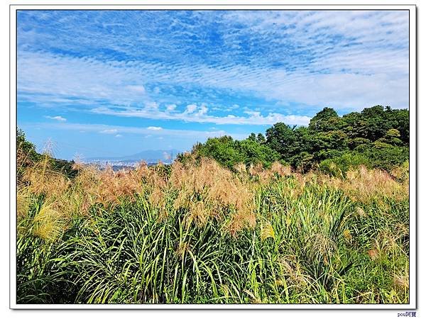 貓空 樟樹步道 待老坑山