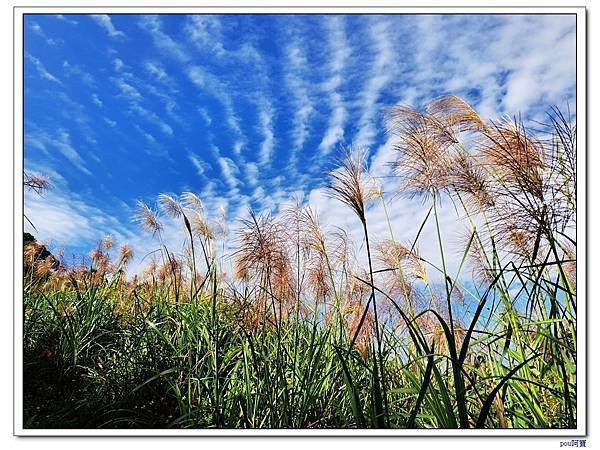 貓空 樟樹步道 待老坑山