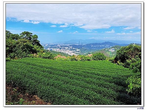 貓空 樟樹步道 待老坑山