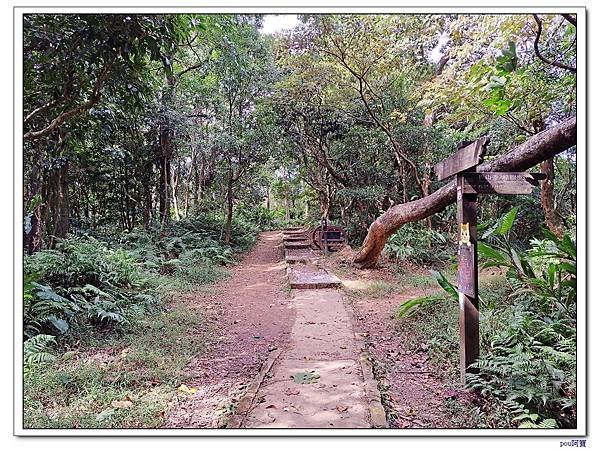 貓空 樟樹步道 待老坑山