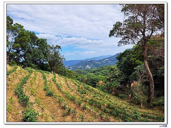 貓空 樟樹步道 待老坑山