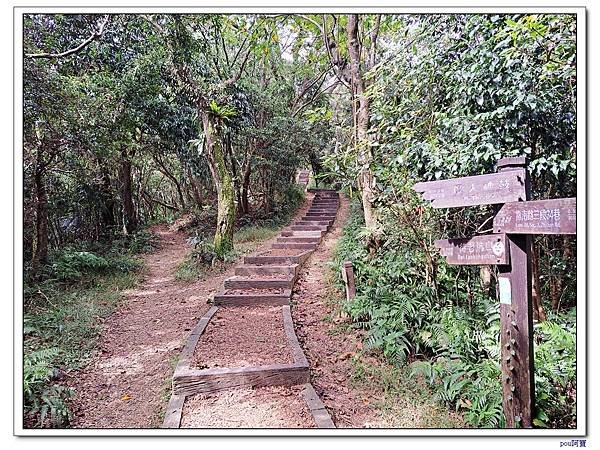 貓空 樟樹步道 待老坑山