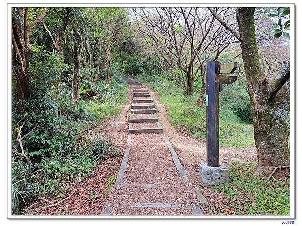 貓空 樟樹步道 待老坑山