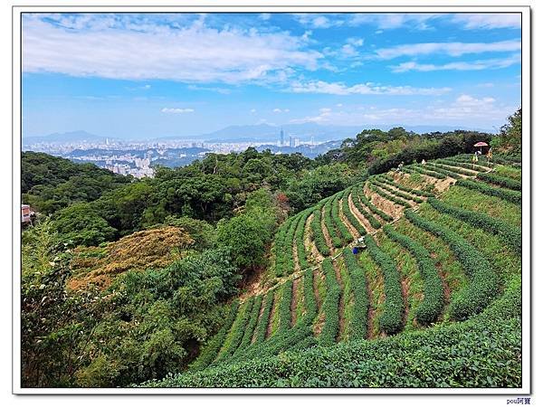 貓空 樟樹步道 待老坑山