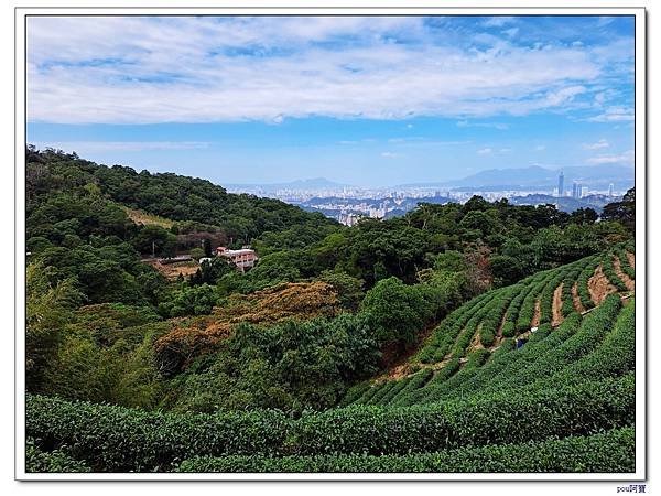 貓空 樟樹步道 待老坑山