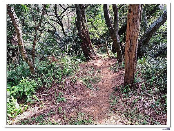 土城 二尖山 五尖山 牛埔頭山 大尖山