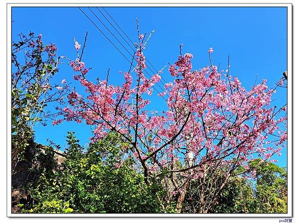 平菁街42巷櫻花