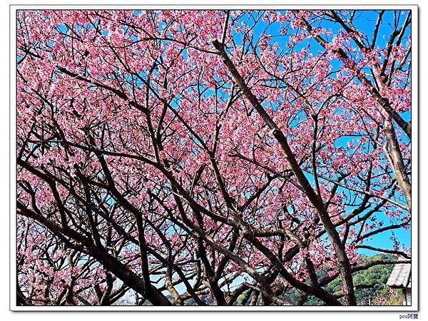 平菁街42巷櫻花