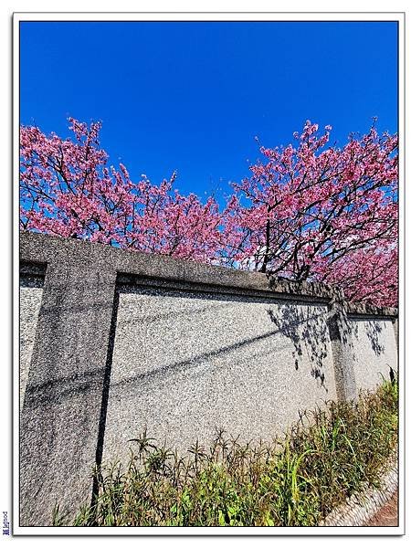 平菁街42巷櫻花