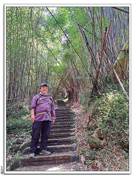 平菁街42巷櫻花