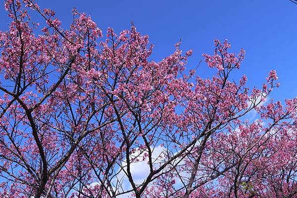 平菁街42巷櫻花