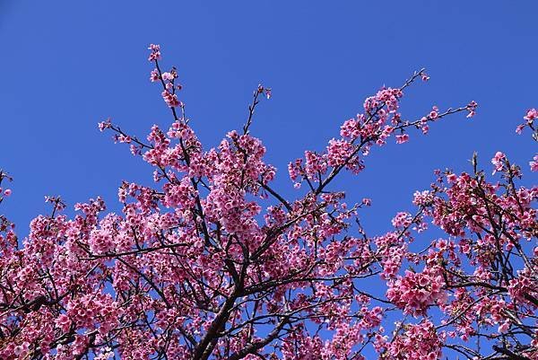 平菁街42巷櫻花