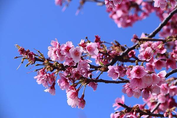 平菁街42巷櫻花