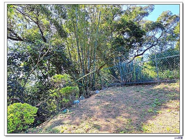 百年大榕樹 石灰坑山 大棟尾山 大湖頂山 大棟山