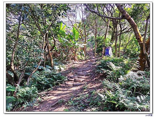 百年大榕樹 石灰坑山 大棟尾山 大湖頂山 大棟山