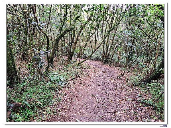 內湖 碧山 梅花山 梅花山北峰 大崙頭山