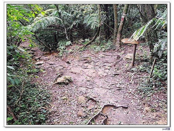 內湖 碧山 梅花山 梅花山北峰 大崙頭山